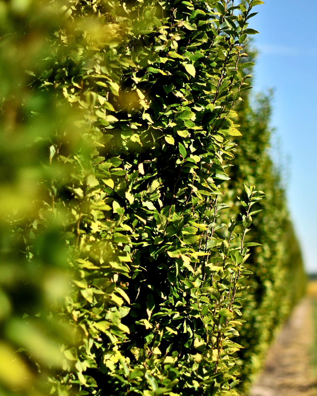 Pyramidal European Hornbeam - Parkway